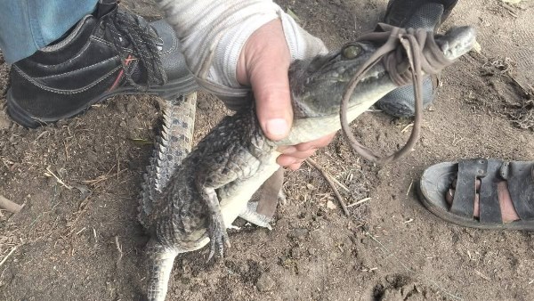 اصطياد تمساح قرية الزوامل