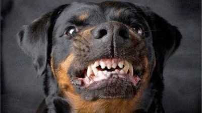 كلب يُشتبه في إصابته بالسعار