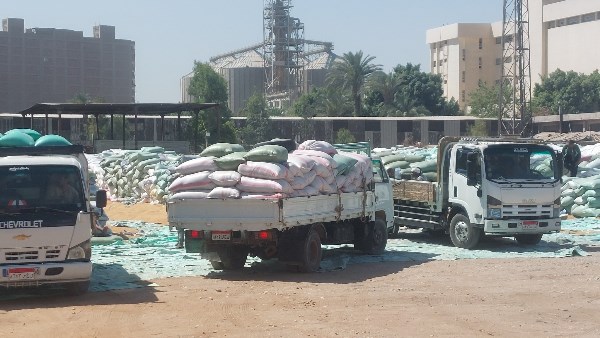 توريد القمح