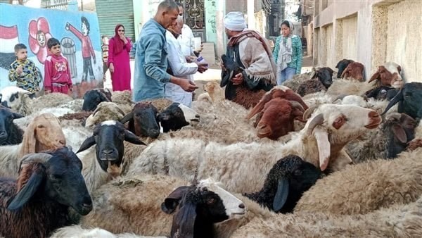إطلاق شوادر الأضاحي