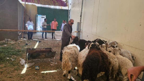 وصول خراف الاضاحي بفروع المصرية بالاقصر 