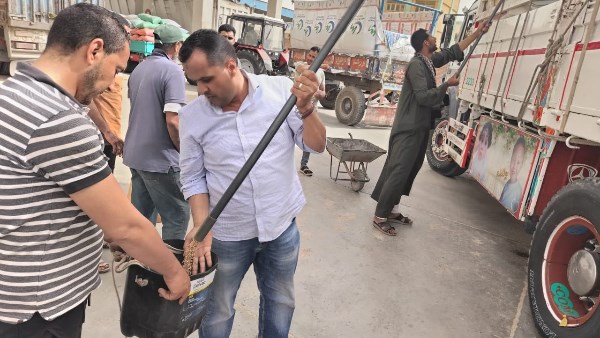 توريد القمح بالبحيرة 