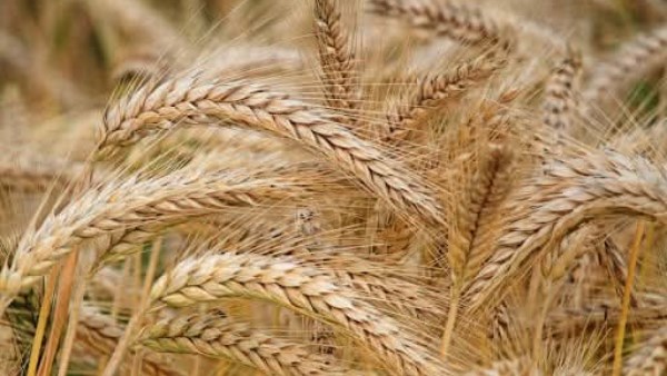 موسم توريد القمح بالبحيرة 