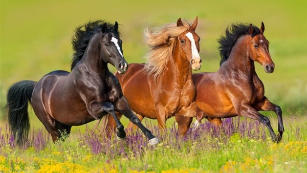 تفسير حلم ركوب الخيل في المنام