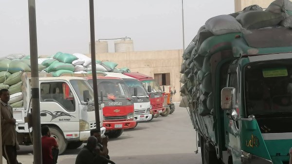 استمرار أعمال توريد القمح