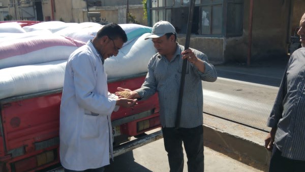 توريد القمح في البحيرة 