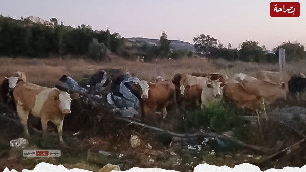 قطيع من الأبقار