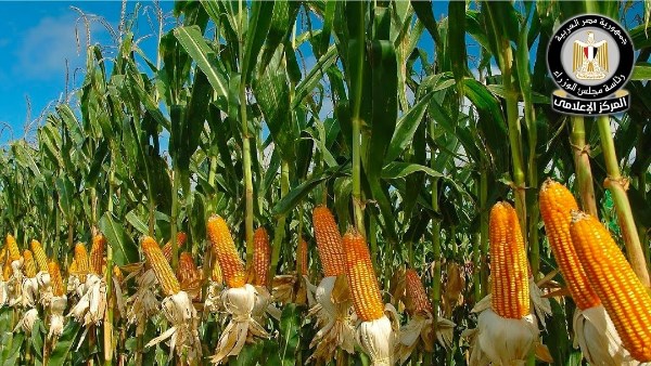إعلام الوزراء.. الدولة مستمرة في دعم محصول الذرة الشامية وتعمل على زيادة إنتاجيته