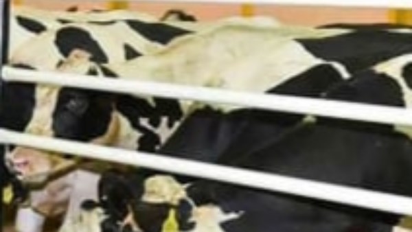 حملة ضد تحصين الماشية ضد "الحمى" بالبحيرة
