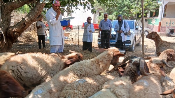بيطرية البحيرة 