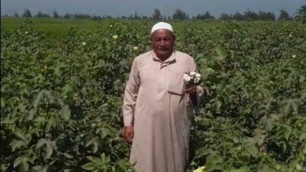 لايف موقع بصراحة| «بيزرع القطن بقاله 50 سنة».. حكاية عم لطفي أقدم مزارع قطن في الشرقية والشهير بـ«الفلاح الفصيح»