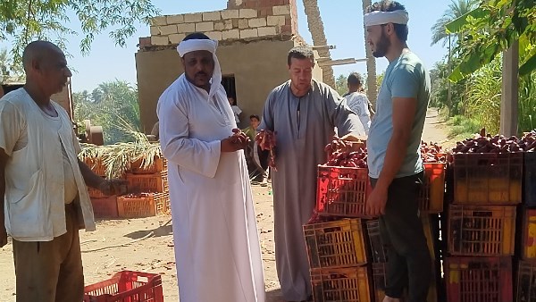 الفيوم تبدأ موسم جني التمور.. البارحي والزغلول نجوم الحصاد