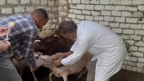 الثروة الحيوانية