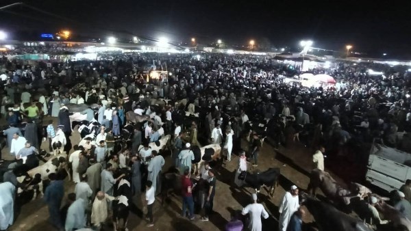 تنظيم سوق المواشي بدمنهور 