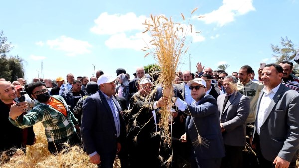 اللواء دكتور علاء عبدالمعطي محافظ كفرالشيخ يتوسط القمح