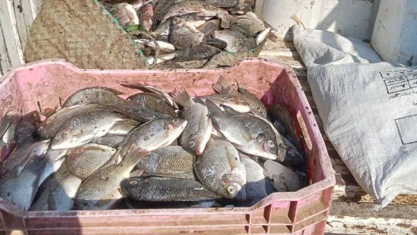 الأسماك المضبوطة 