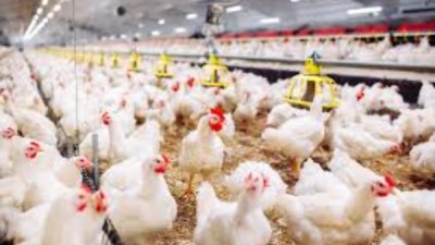  أسعار الدواجن