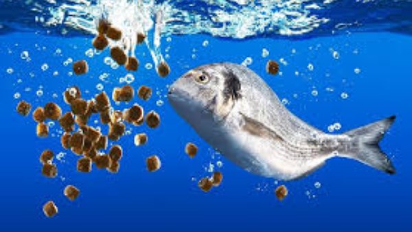 علف الأسماك 