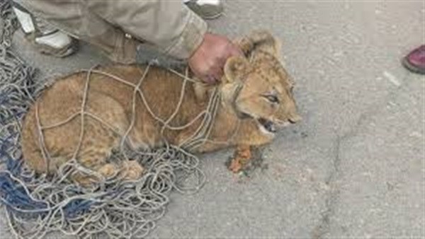 أسد ارشيفية 