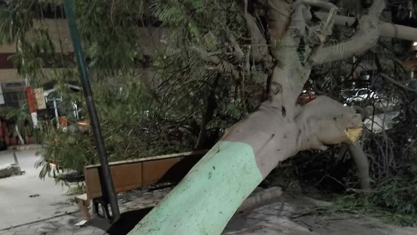 سقوط شجرة أمام مستشفي تلا