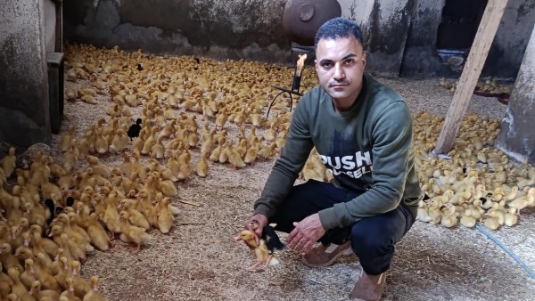 الفيوم تتألق في تربية الفراخ والبط بنصائح ضانى الشهير بالعالمي