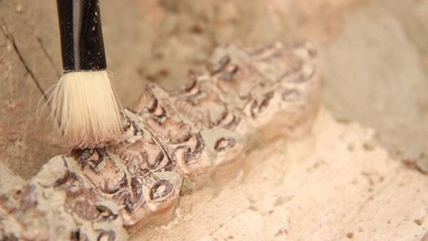 للبشر تاريخ على الأرض.. المغرب تعلن اكتشاف حفريات تعود لنحو 773 ألف سنة