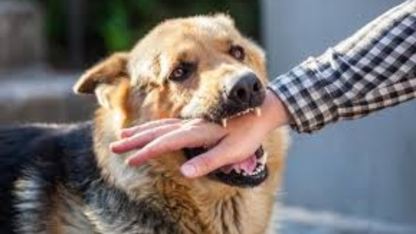 حالات عقر الكلاب 