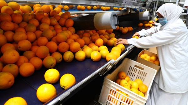 الصادرات الزراعية 