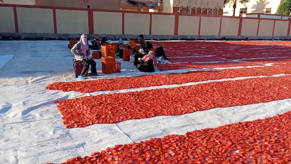 تجفيف الطماطم