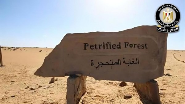 مجلس الوزراء يوضح حقيقة التعدي على الأشجار المتحجرة في الغابة المتحجرة بالتجمع