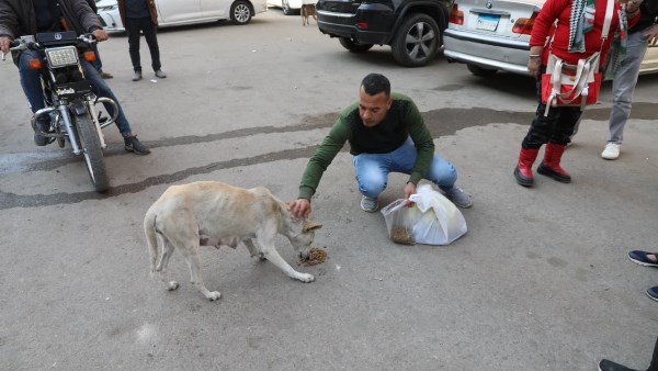 الزراعة تطلق الحملة القومية لتعقيم وتحصين الكلاب الحرة من عين شمس 