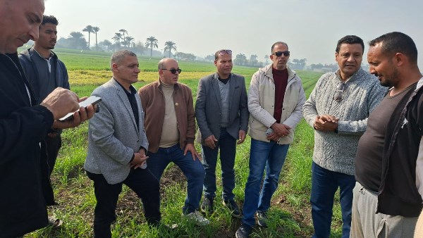 "البحوث الزراعية"  يتفقد حقول بني سويف لتقديم الدعم الفني للمزارعين