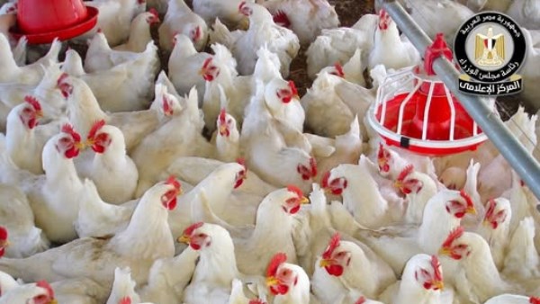 لا صحة لإنفلونزا الطيور في مصر