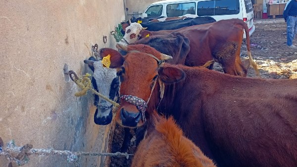 ​"الزراعة" تطلق 5 قوافل بيطرية مجانية ببني سويف لفحص 1600 رأس ماشية