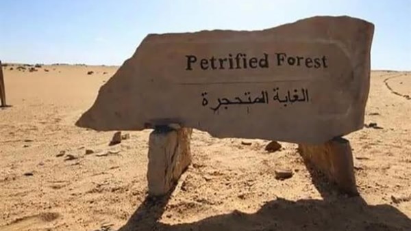 محمية الغابة المتحجرة