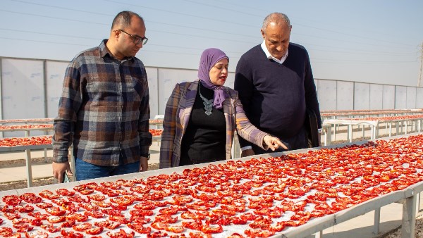 "المعمل المركزي" يرفع كفاءة منتجي الطماطم عبر ورشة في الأقصر