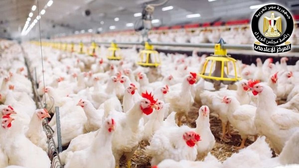 المركز الإعلامي لمجلس الوزراء يوضح حقيقة ارتفاع أسعار الدواجن نتيجة نقص المعروض منها بالأسواق 