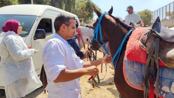  الزراعة: تحصين الخيول وسحب 160 عينة بمنطقة الأهرامات