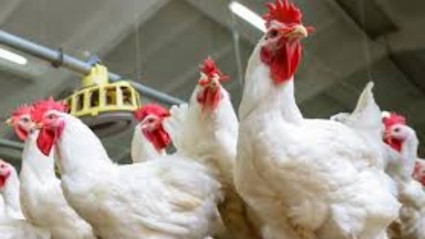  الدواجن البيضاء