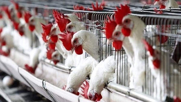  أسعار الدواجن