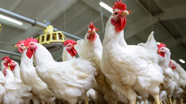 أسعار الدواجن