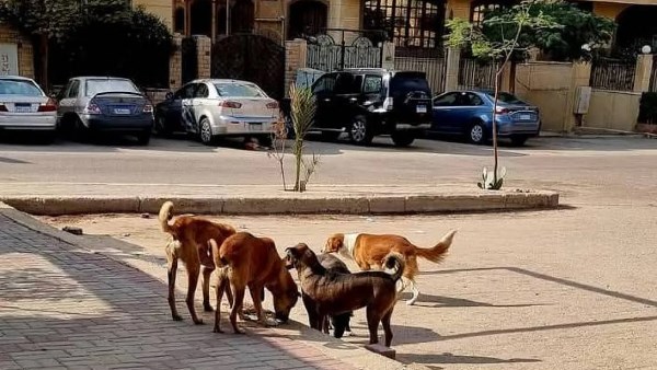 الكلاب الضالة 