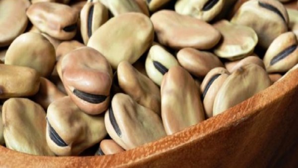  الفول اليابس 