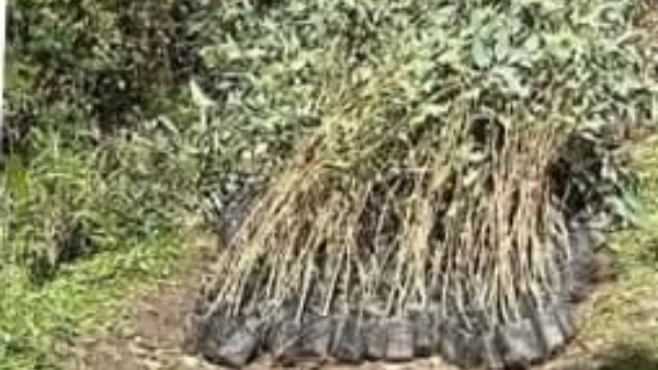 محافظة البحيرة 