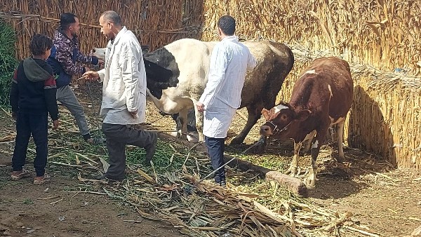 تحصين الماشية ضد الأمراض الوبائية