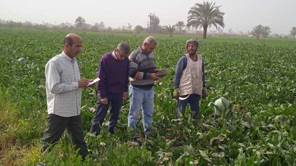 «الزراعة» تواصل حملاتها لمتابعة زراعات القمح ومكافحة الآفات 