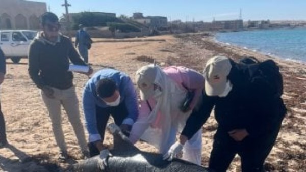 دفن الدولفين النافق