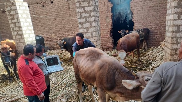 "الزراعة" تكثّف جهود الرعاية التناسلية والتحسين الوراثي للماشية 