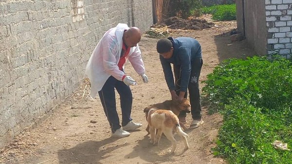  الحملات القومية لتحصين وتعقيم كلاب الشوارع