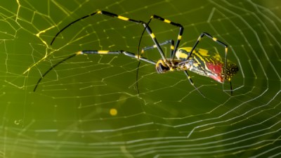 عناكب طائرة